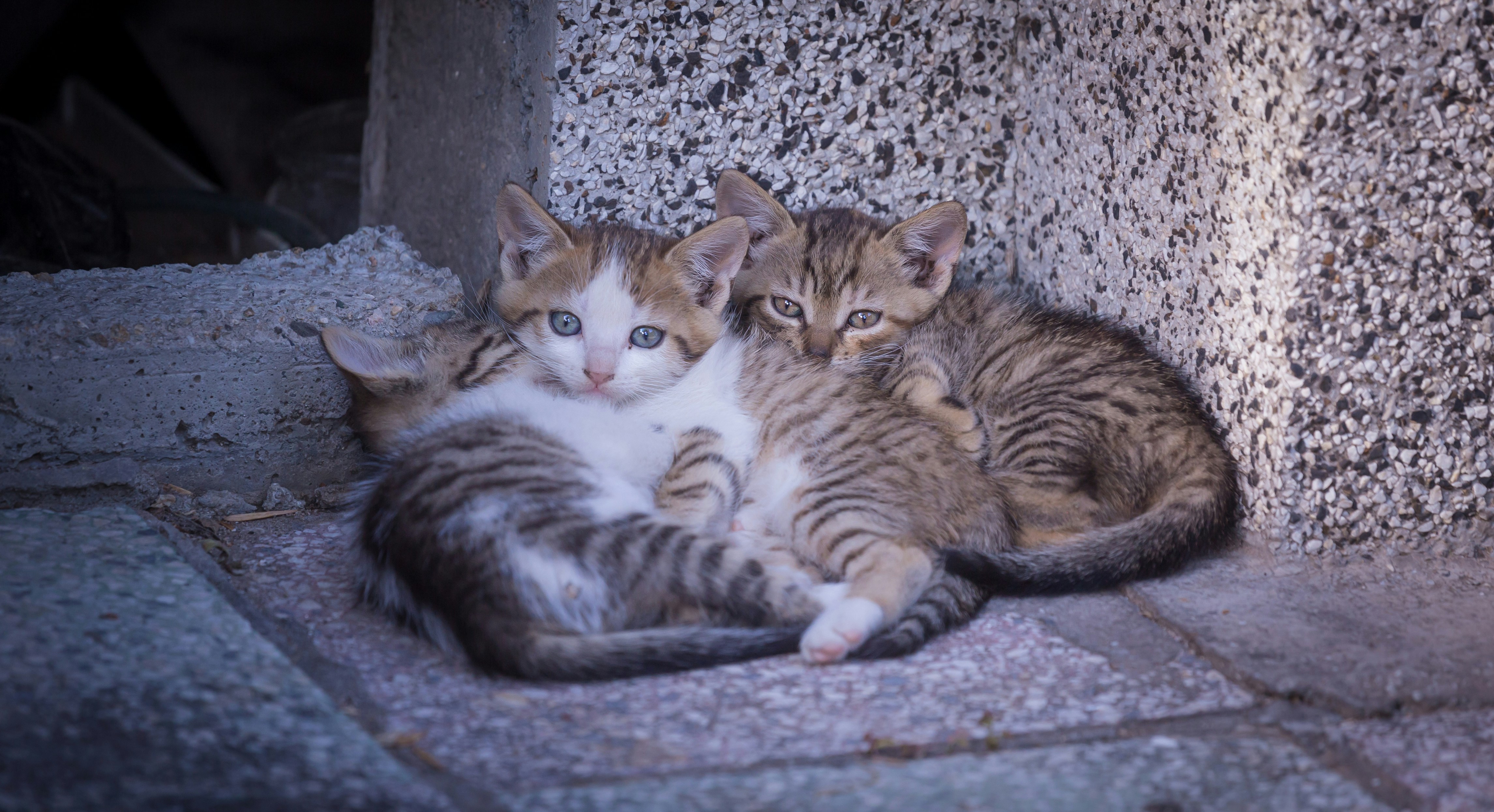 Photo by blooddrainer