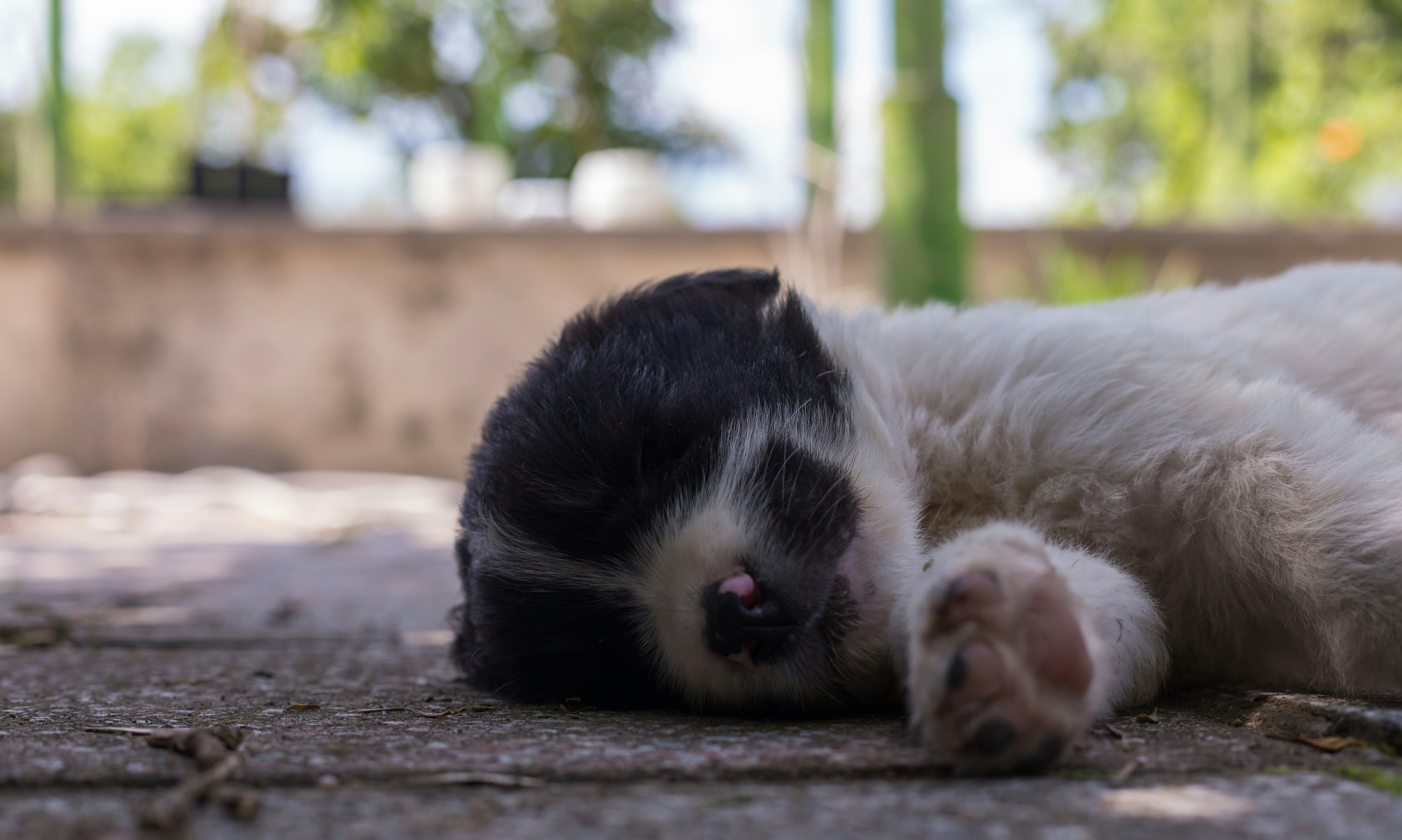 a black and white cat rolling around on the ground