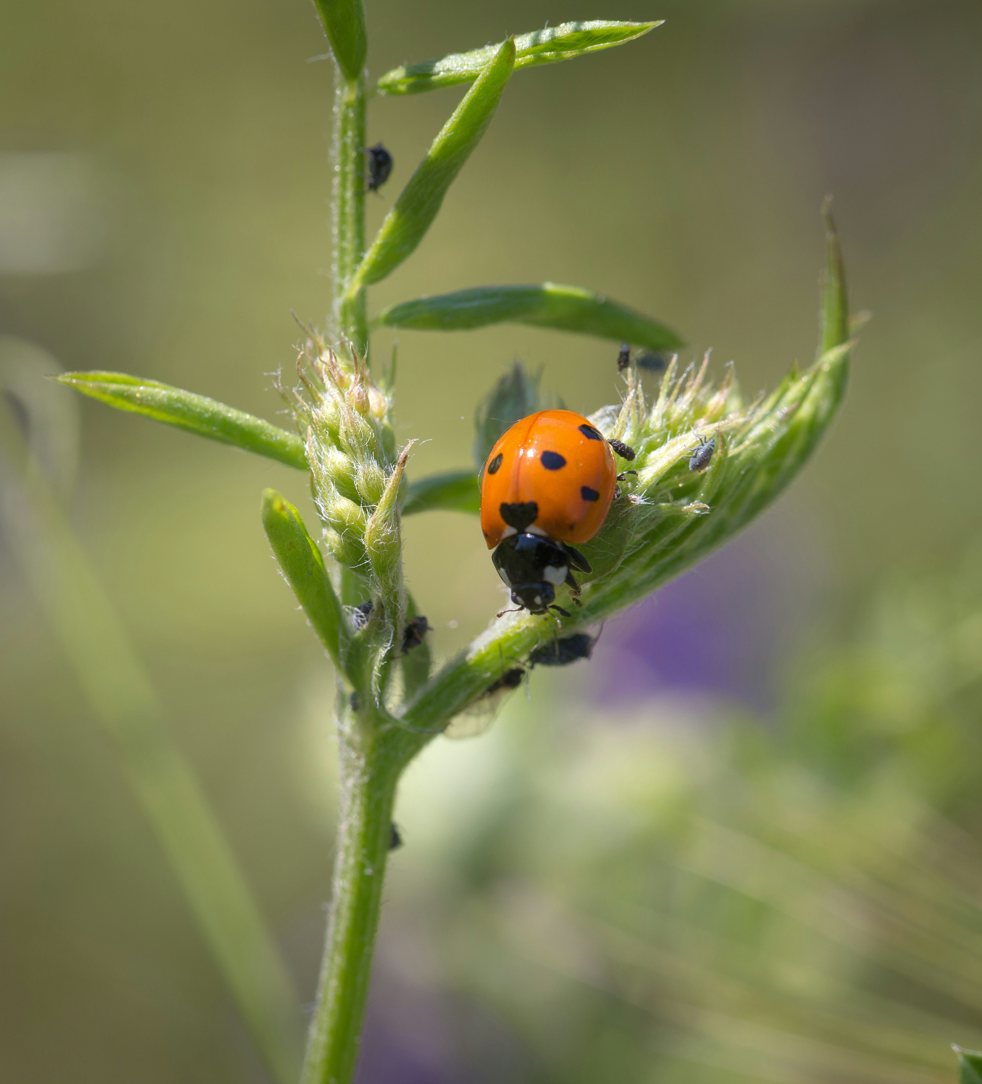 Photo by blooddrainer