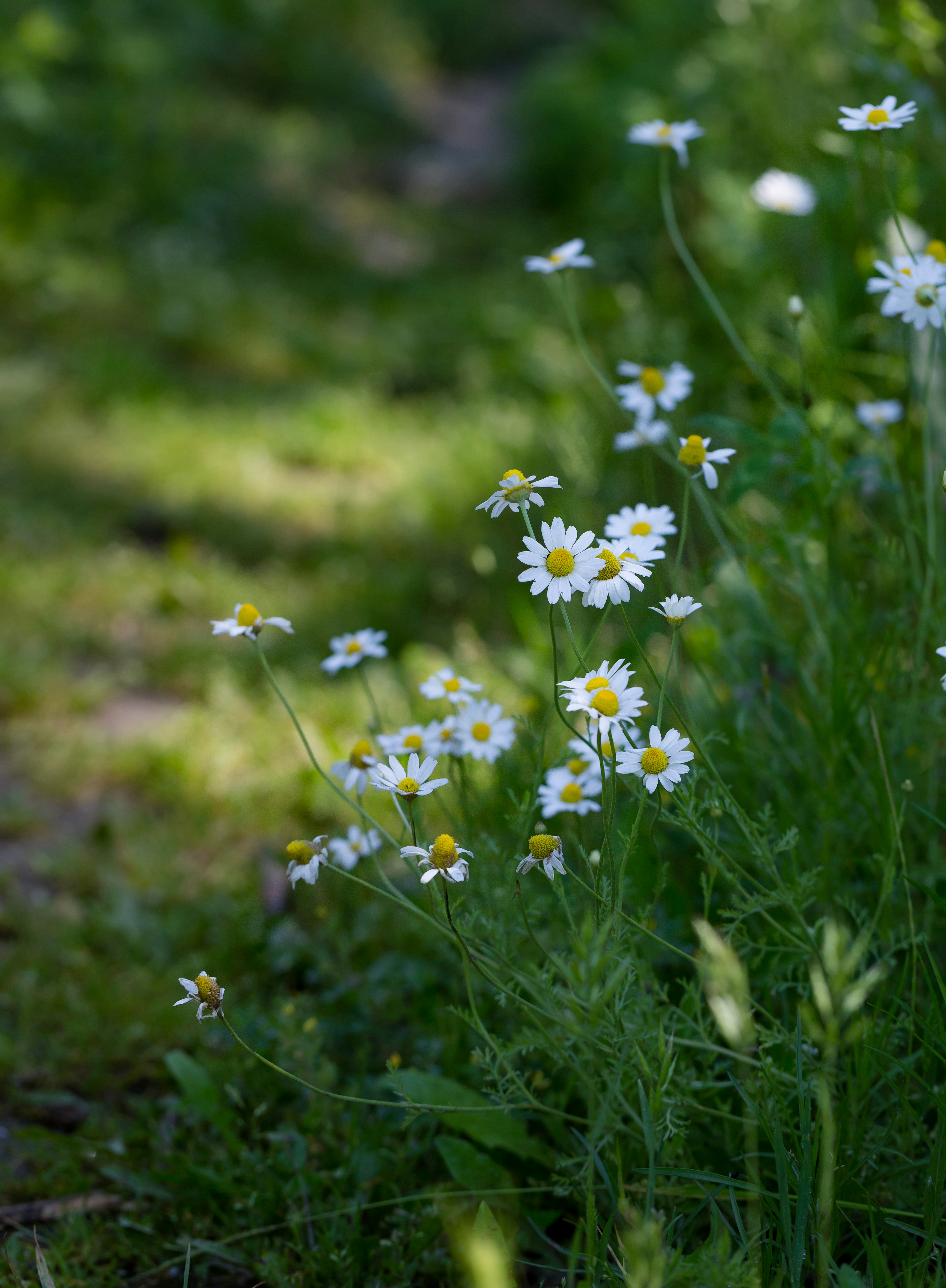 Photo by blooddrainer