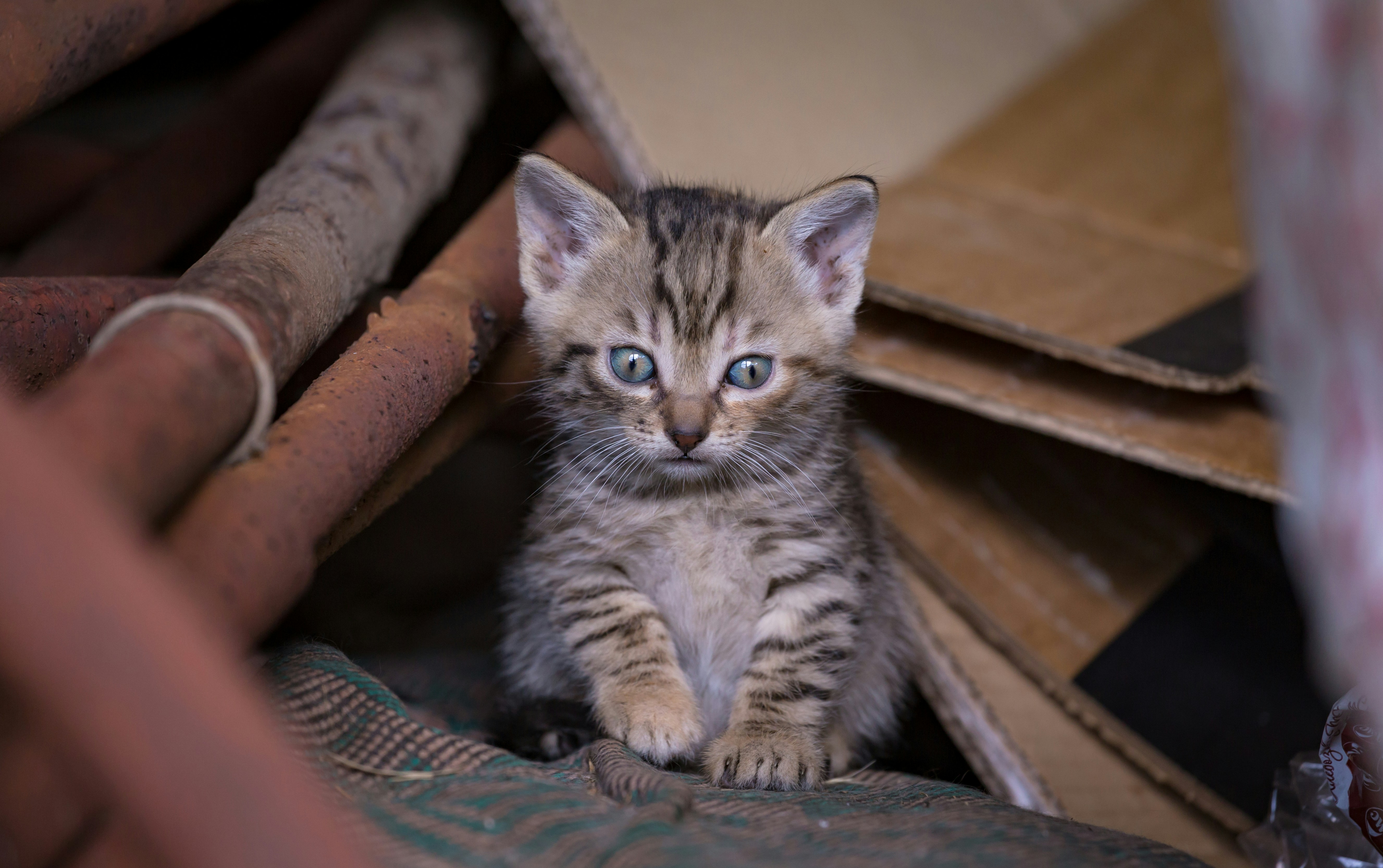 Photo by blooddrainer