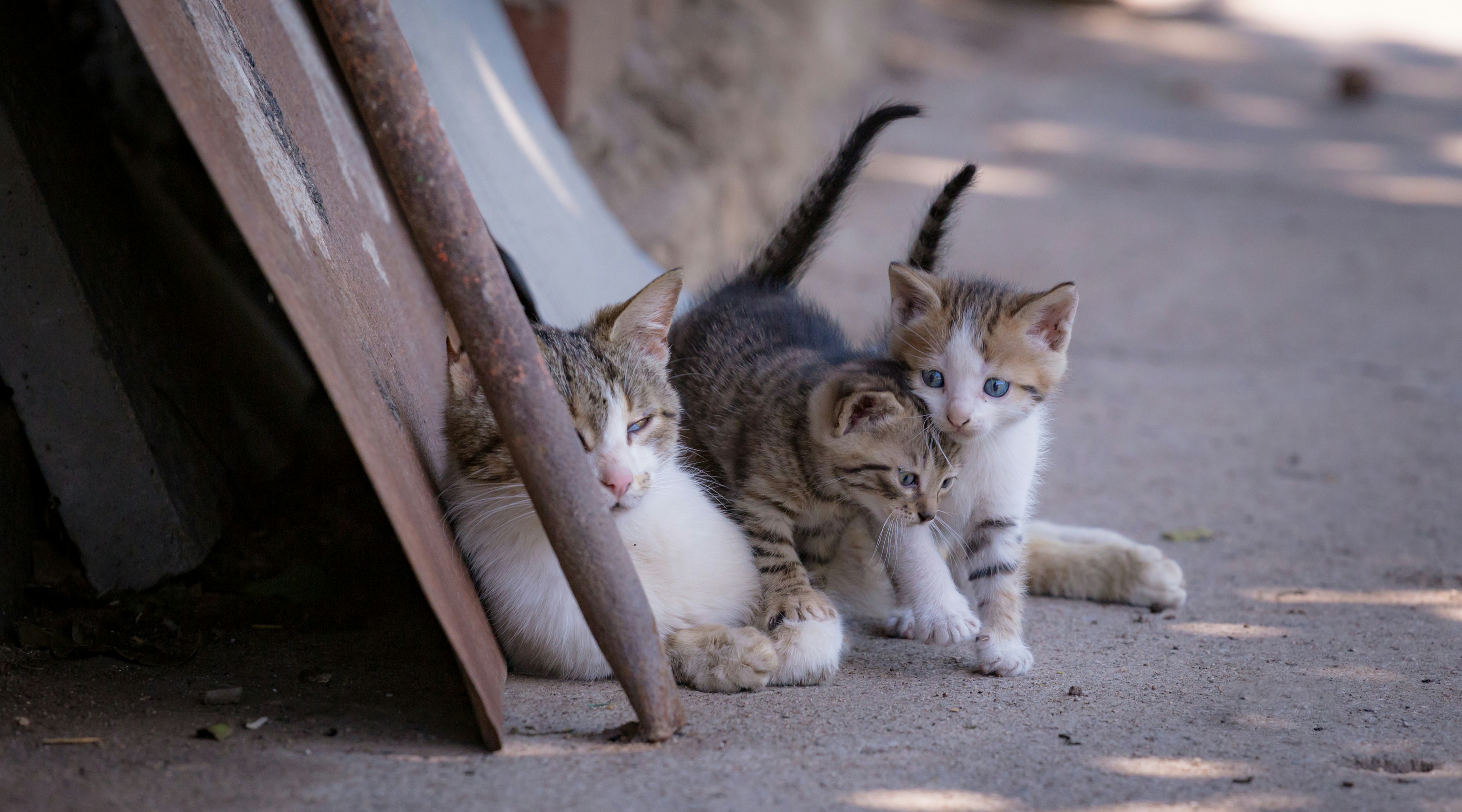 Photo by blooddrainer