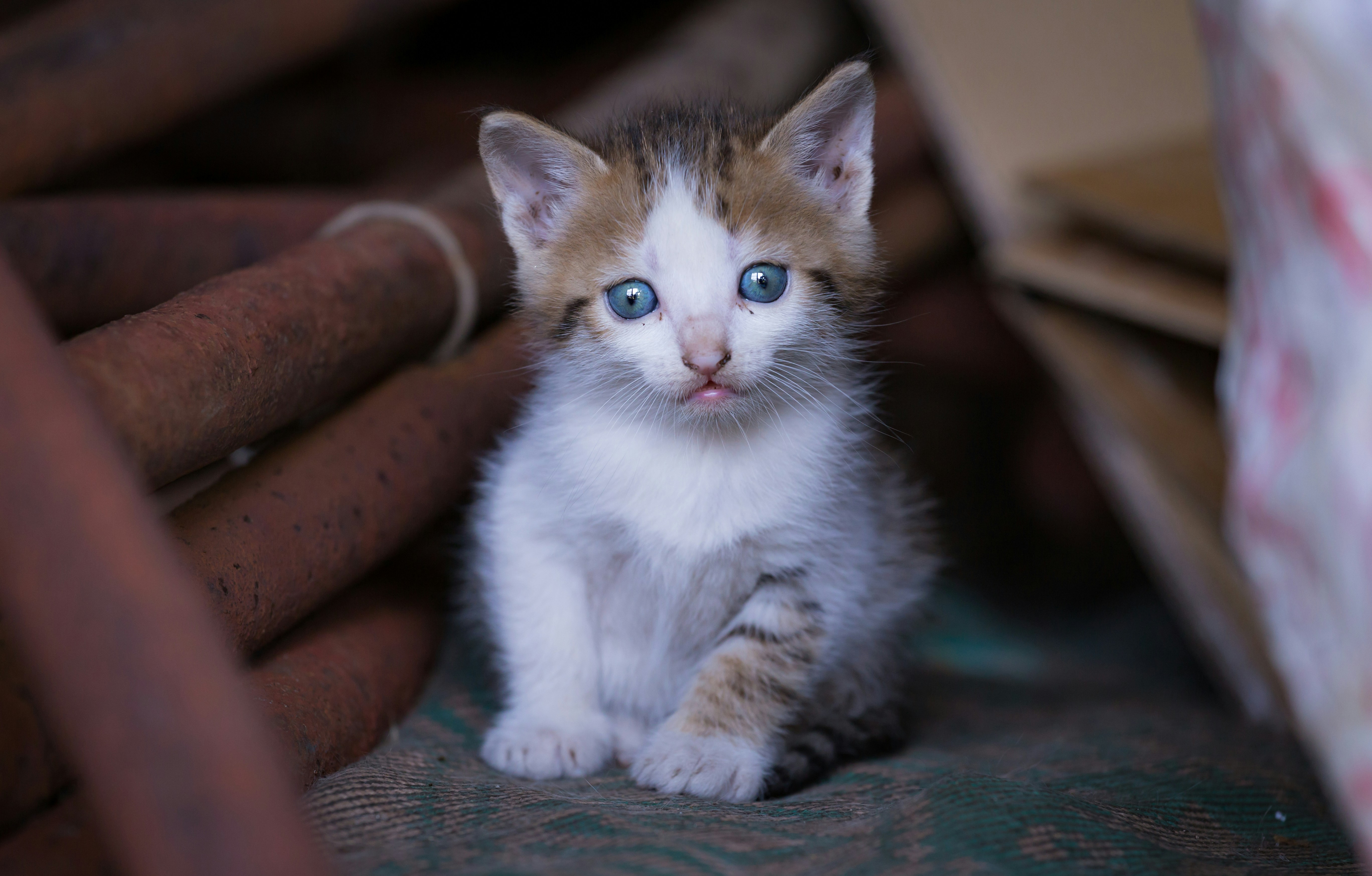 a small kitten with blue eyes sitting on a chair