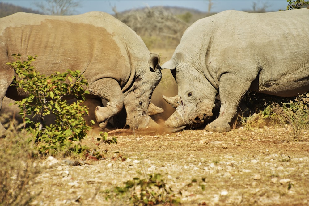 a couple of rhinos that are standing in the grass