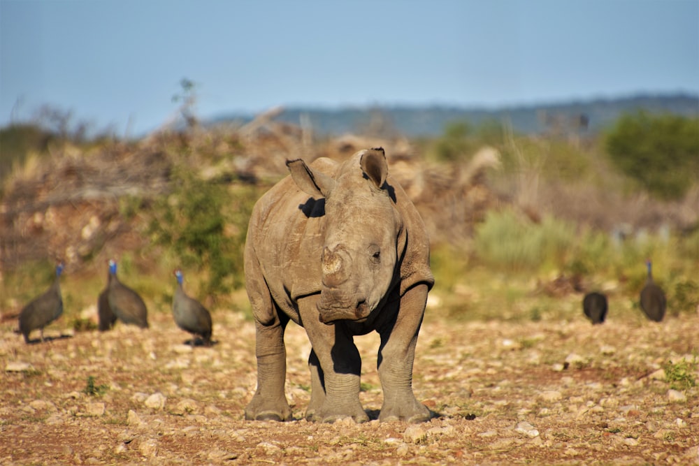 a rhinoceros and other animals in a field