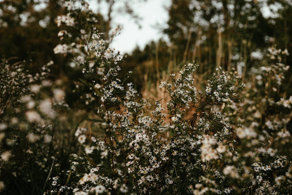 a bunch of white flowers in a field