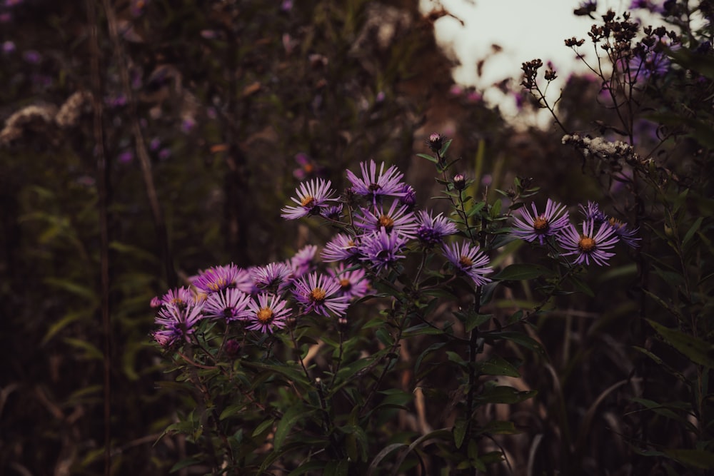 a bunch of purple flowers in a field