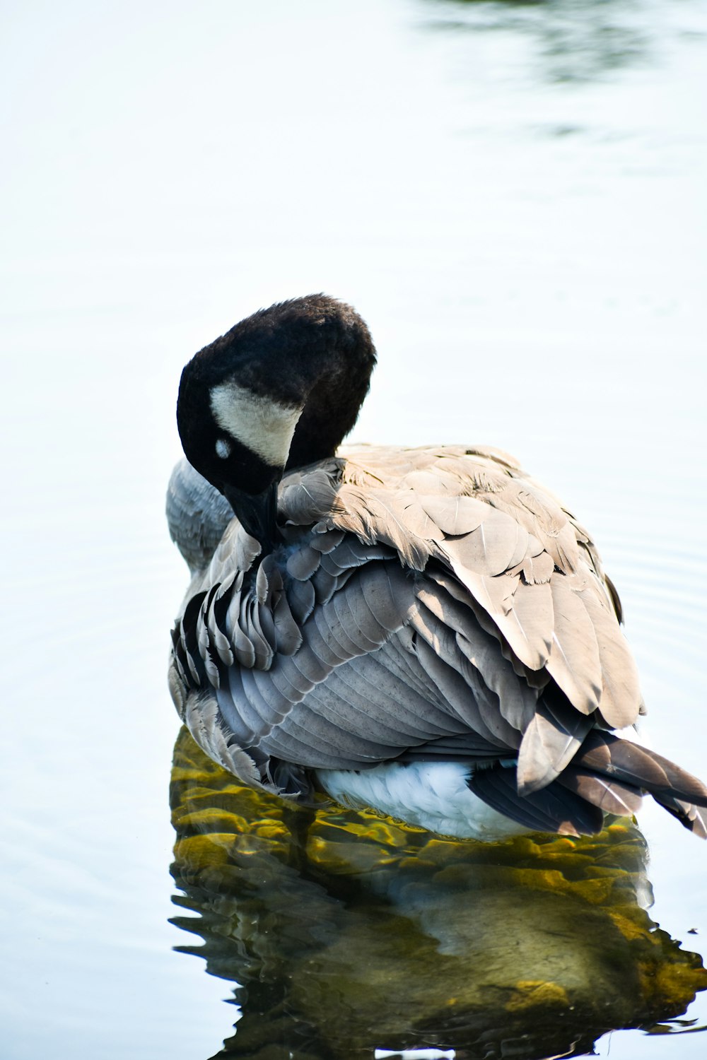 a duck sitting on top of a body of water