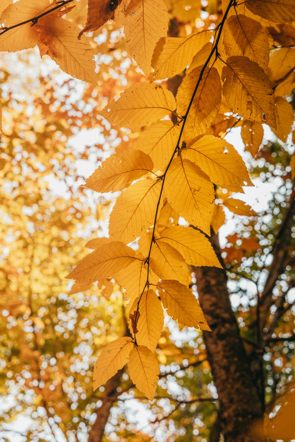 a tree with yellow leaves in the fall