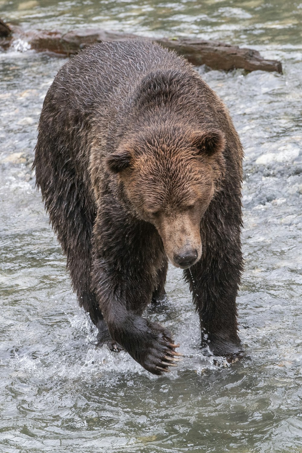 a large brown bear walking across a river