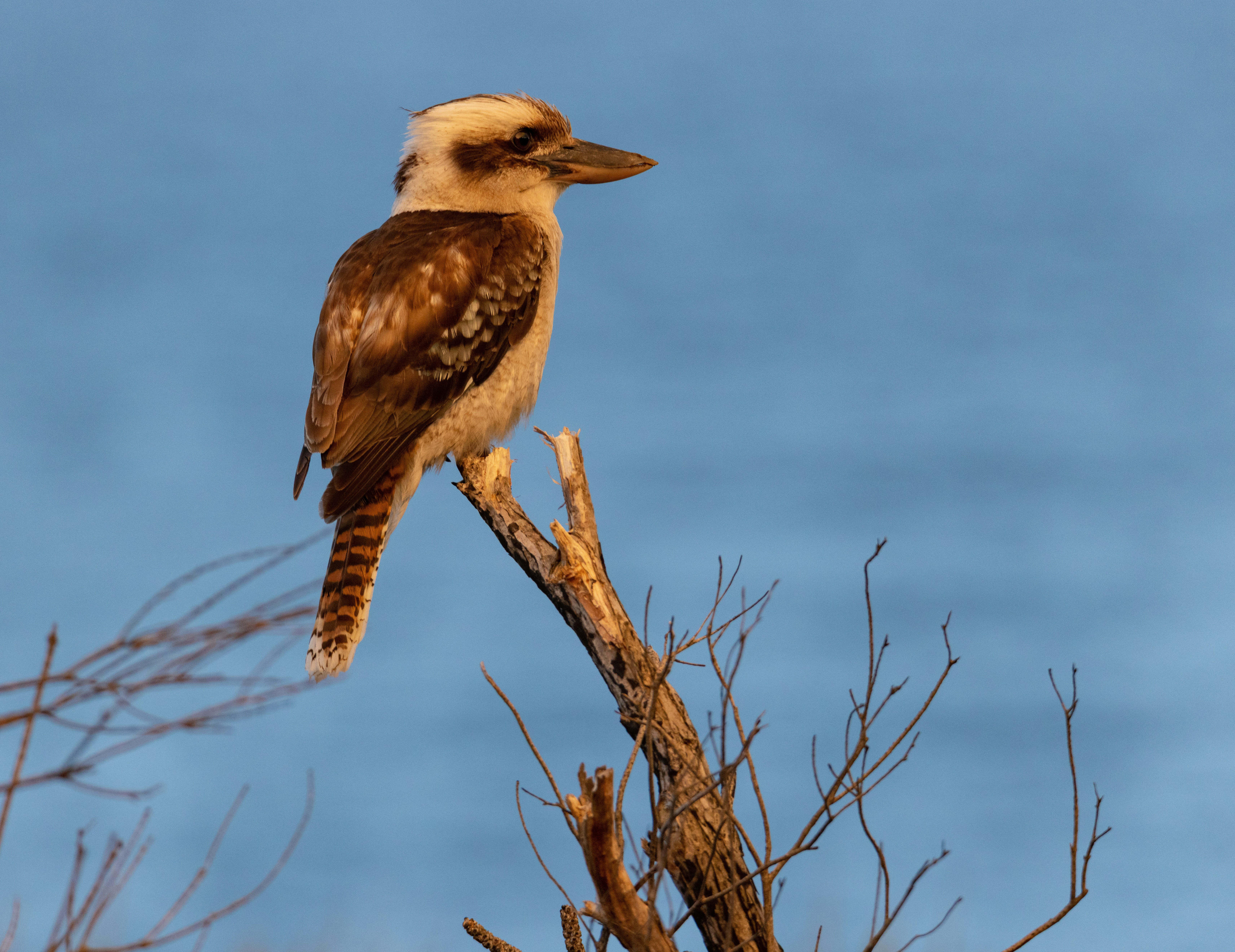 a brown and white bird sitting on top of a tree branch