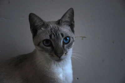 A close-up of a curious cat with striking eyes against a clean light gray backdrop.