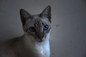 A close-up of a curious cat with striking eyes against a clean light gray backdrop.