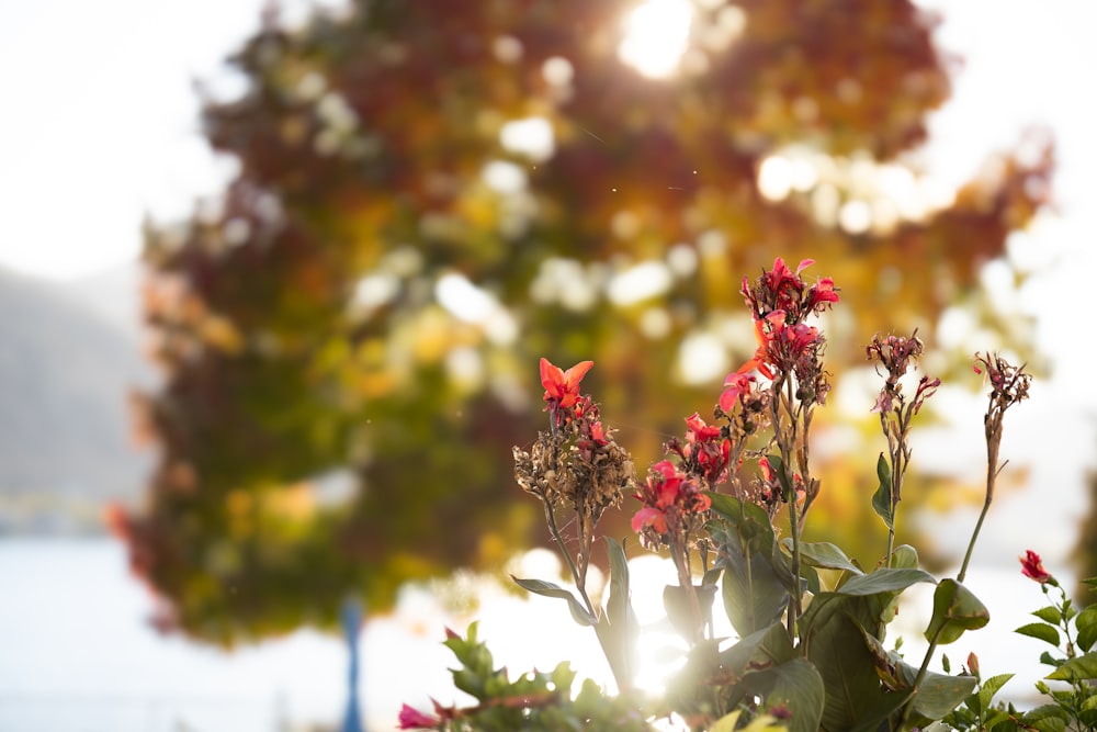 a bunch of flowers that are in a vase