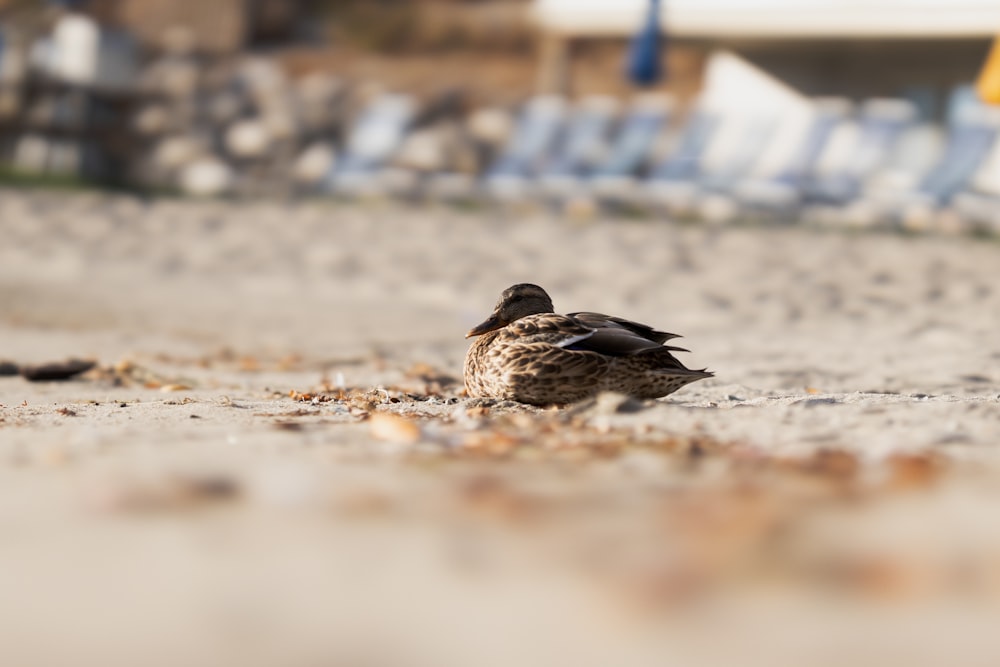 a couple of birds sitting on top of a sandy beach