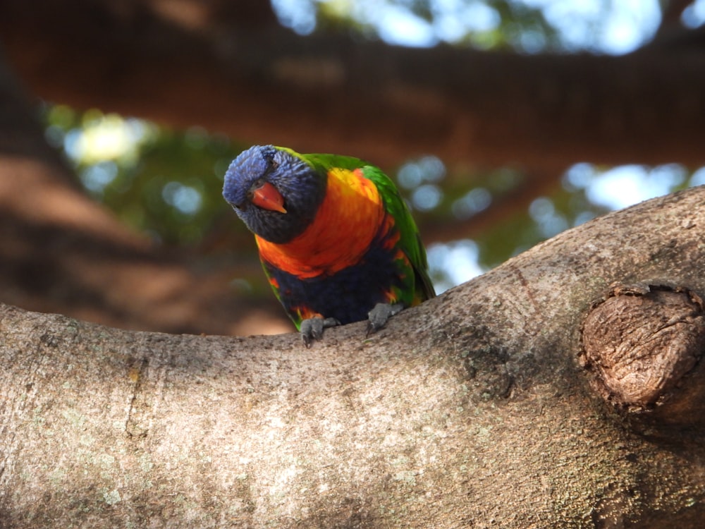 木の枝にとまる色とりどりの鳥