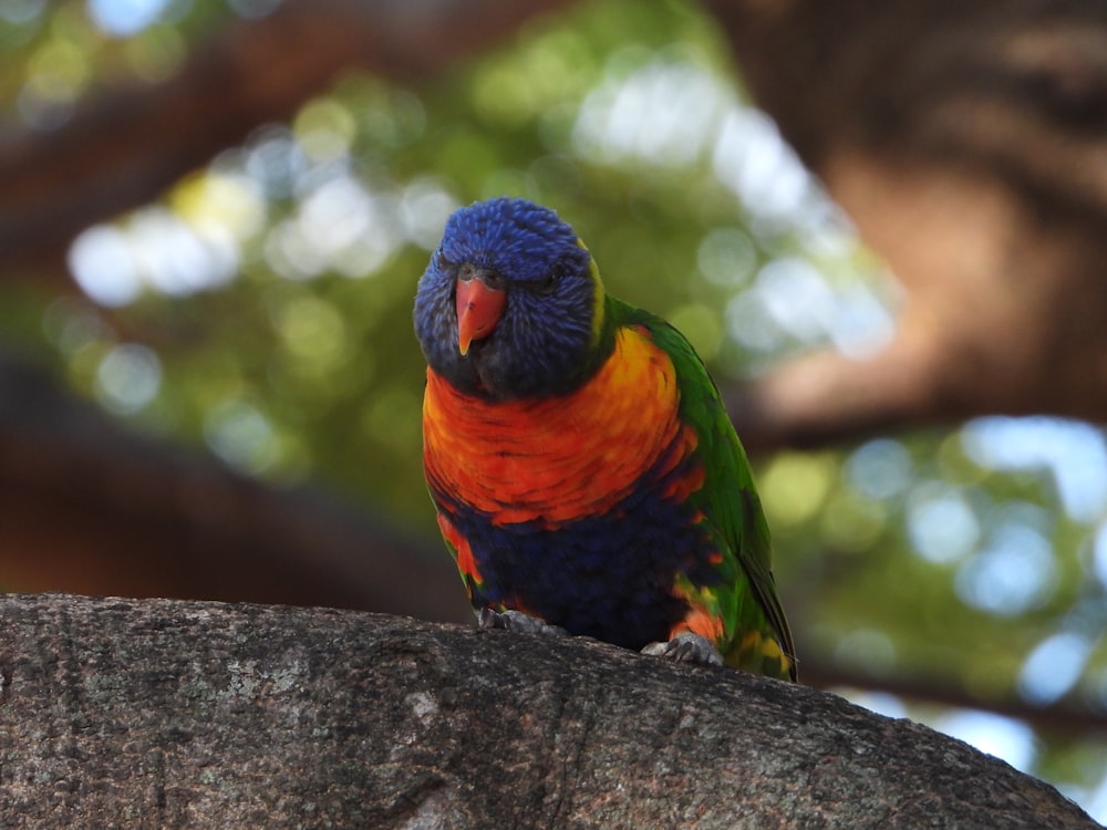 木の枝の上に座っている色とりどりの鳥