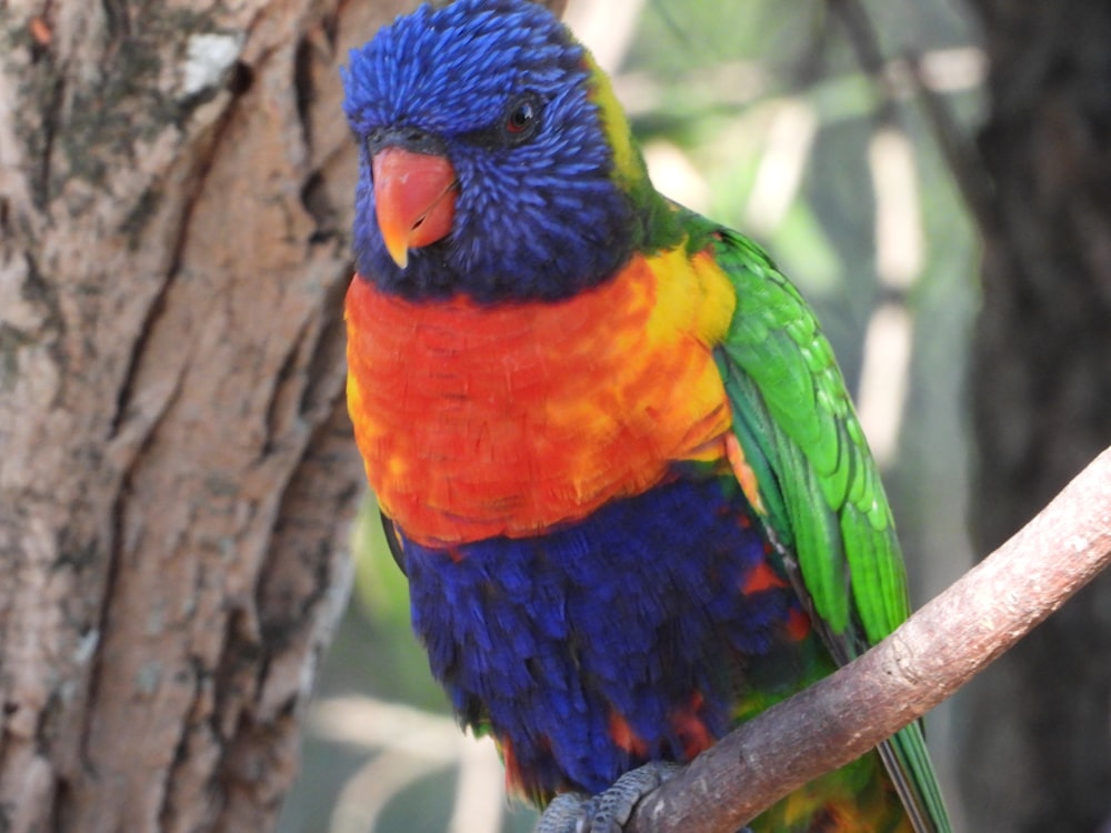 Un oiseau coloré assis au sommet d’une branche d’arbre