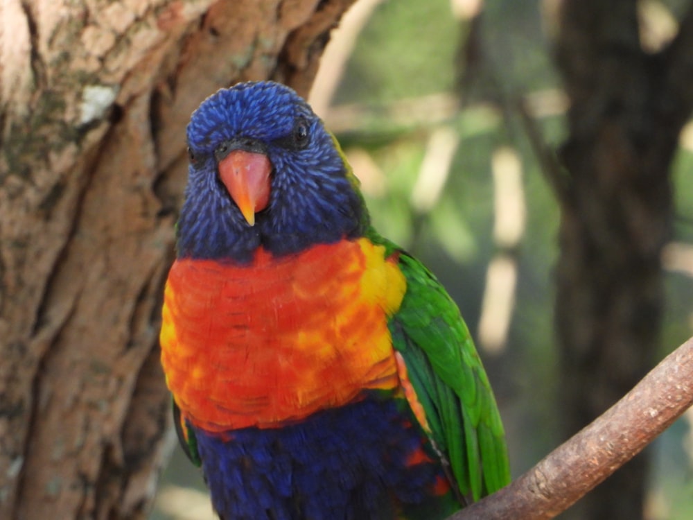 um pássaro colorido sentado em cima de um galho de árvore