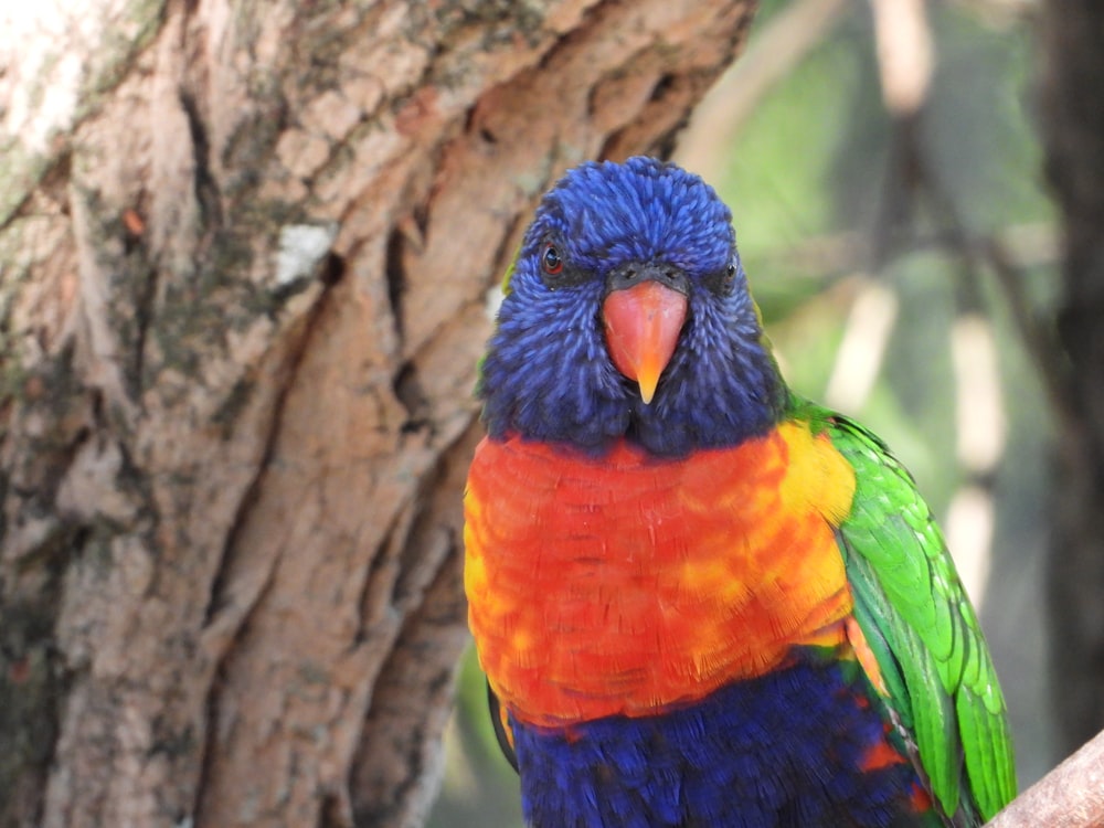 a colorful bird sitting on top of a tree branch