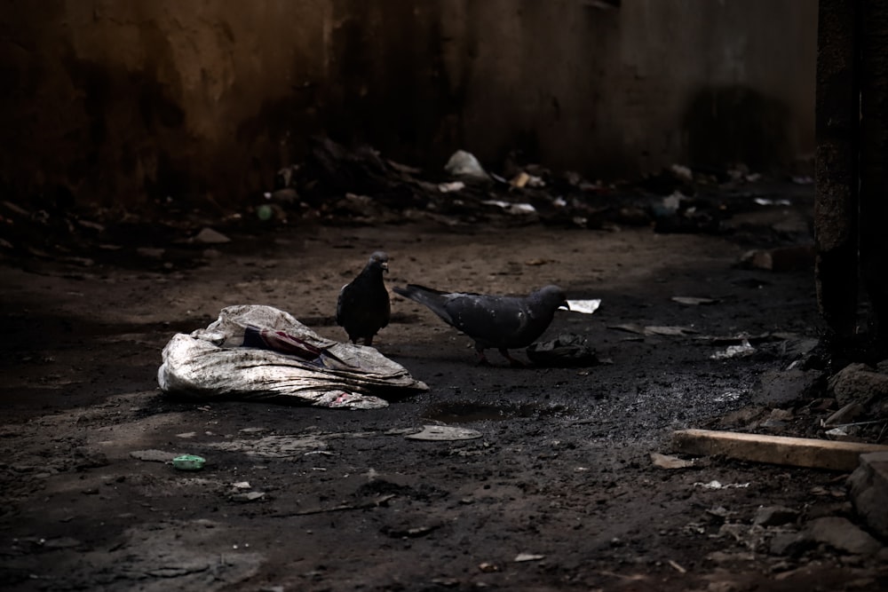 a couple of birds standing on top of a dirty ground