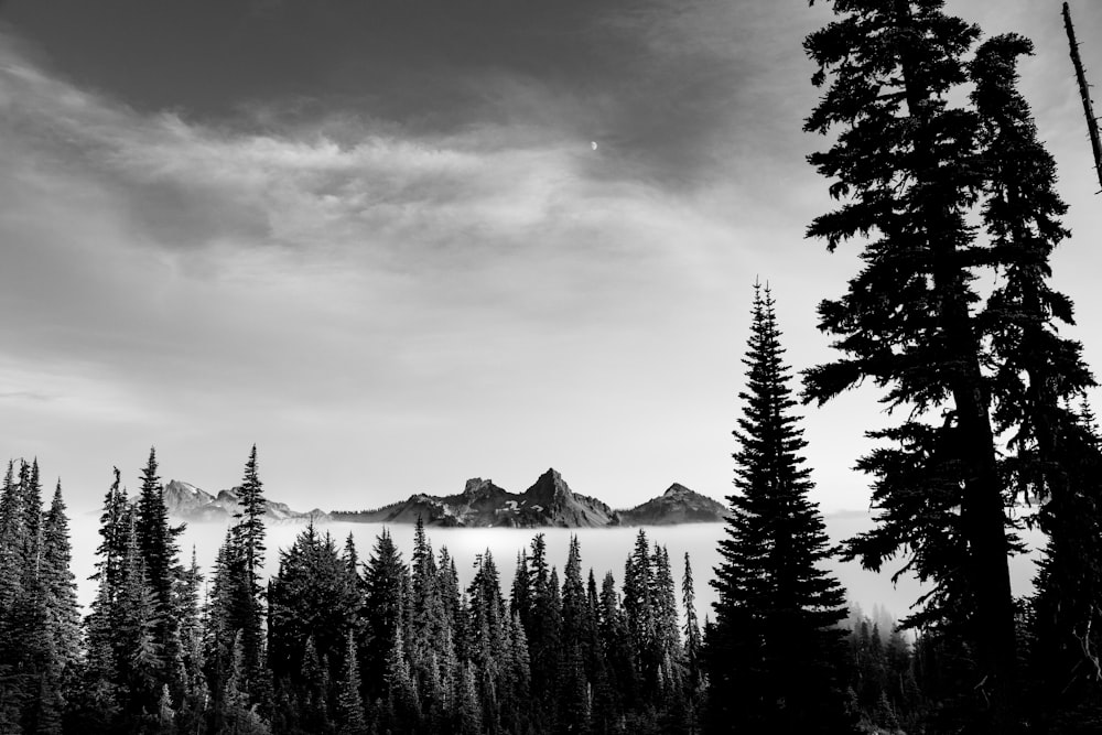 a black and white photo of trees and mountains