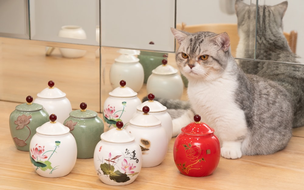 un chat assis sur un comptoir à côté d’un miroir