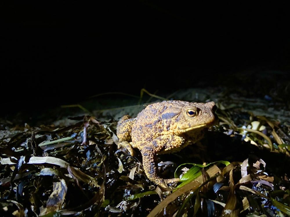 a frog sitting on top of a pile of grass