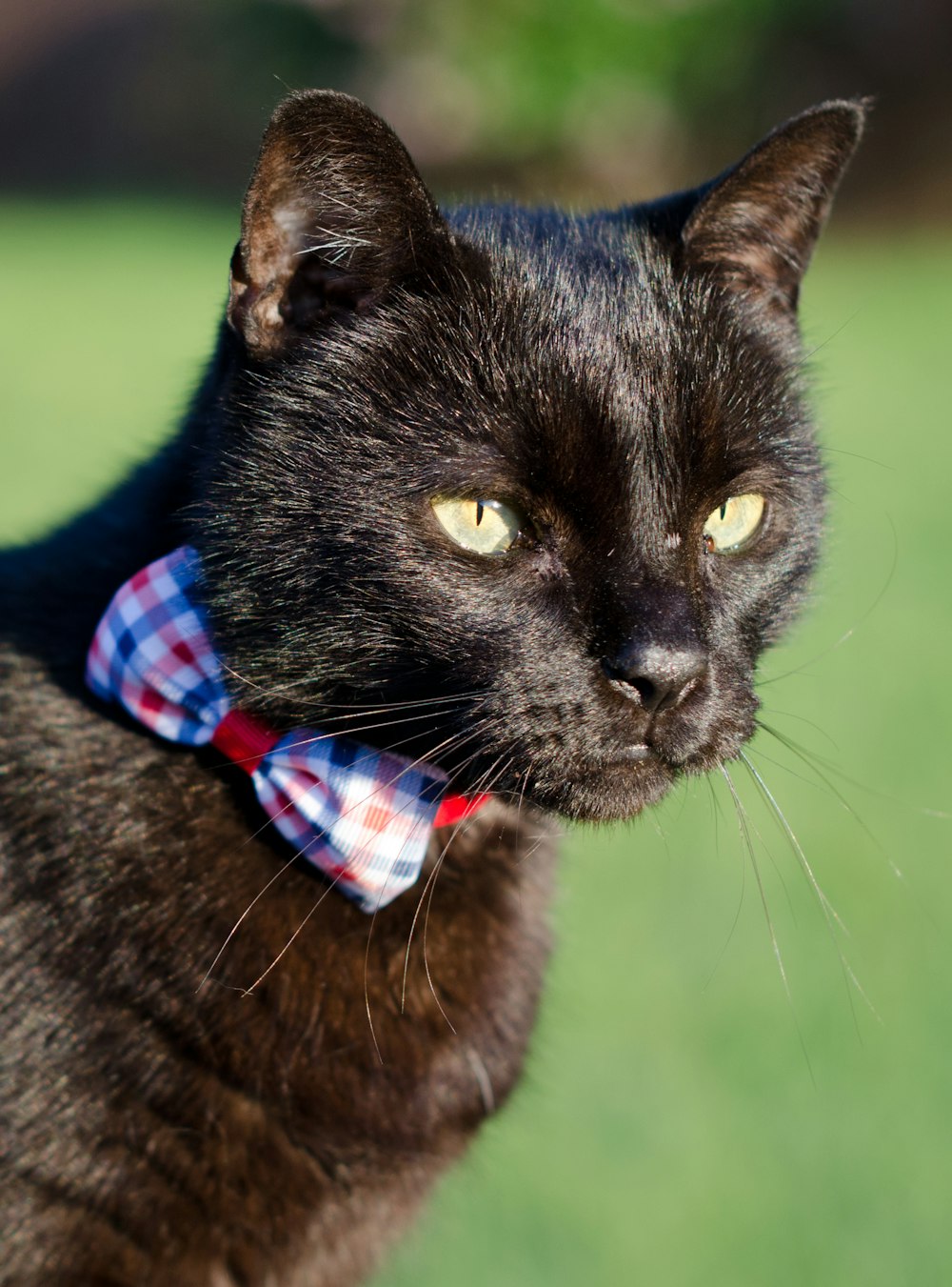 a black cat with a red and blue bow tie