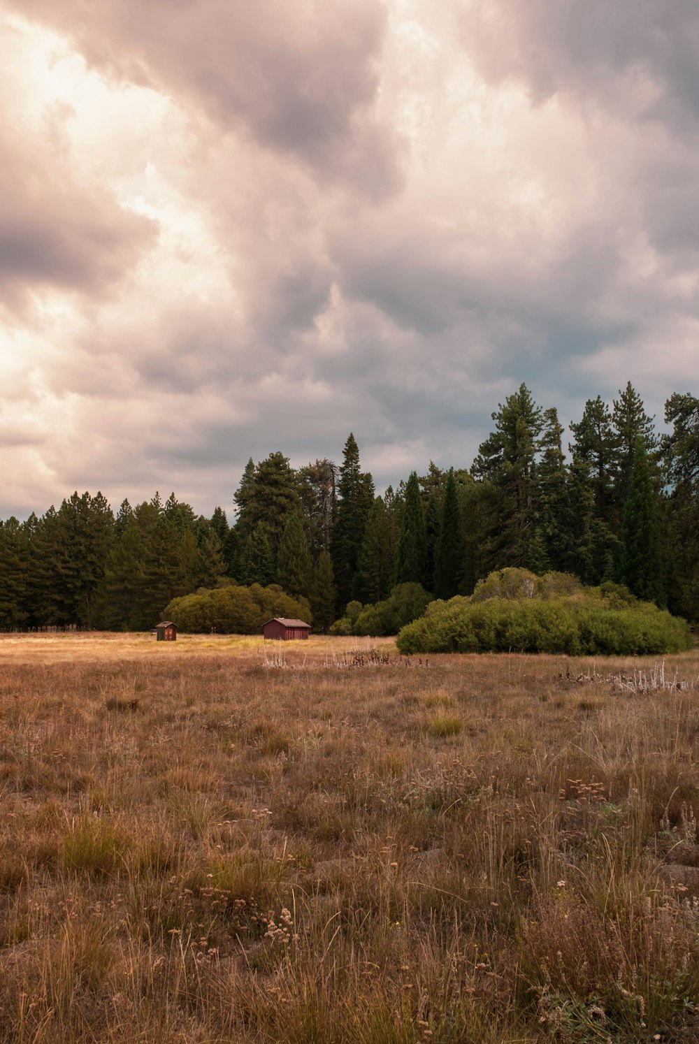 a grassy field with trees in the background