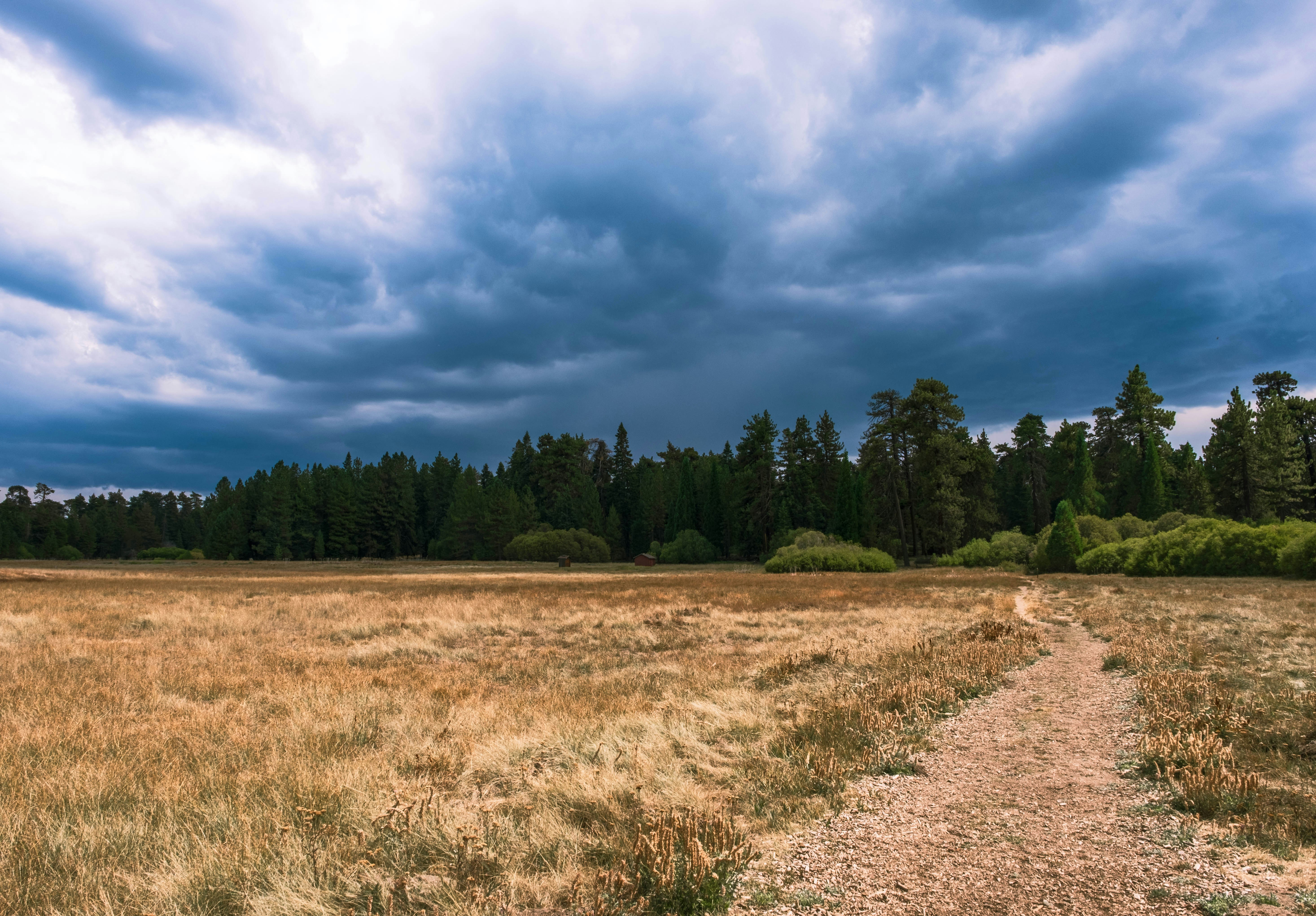 Why Your Body Craves Sugar When You're Stressed