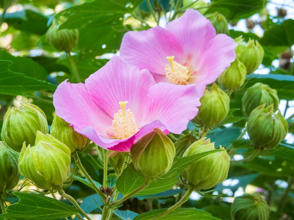 two pink flowers with green leaves in the background