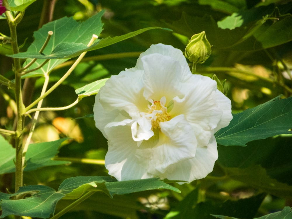 a white flower with green leaves in the background