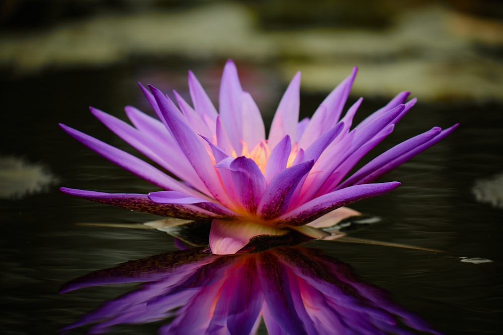 a purple flower sitting on top of a body of water