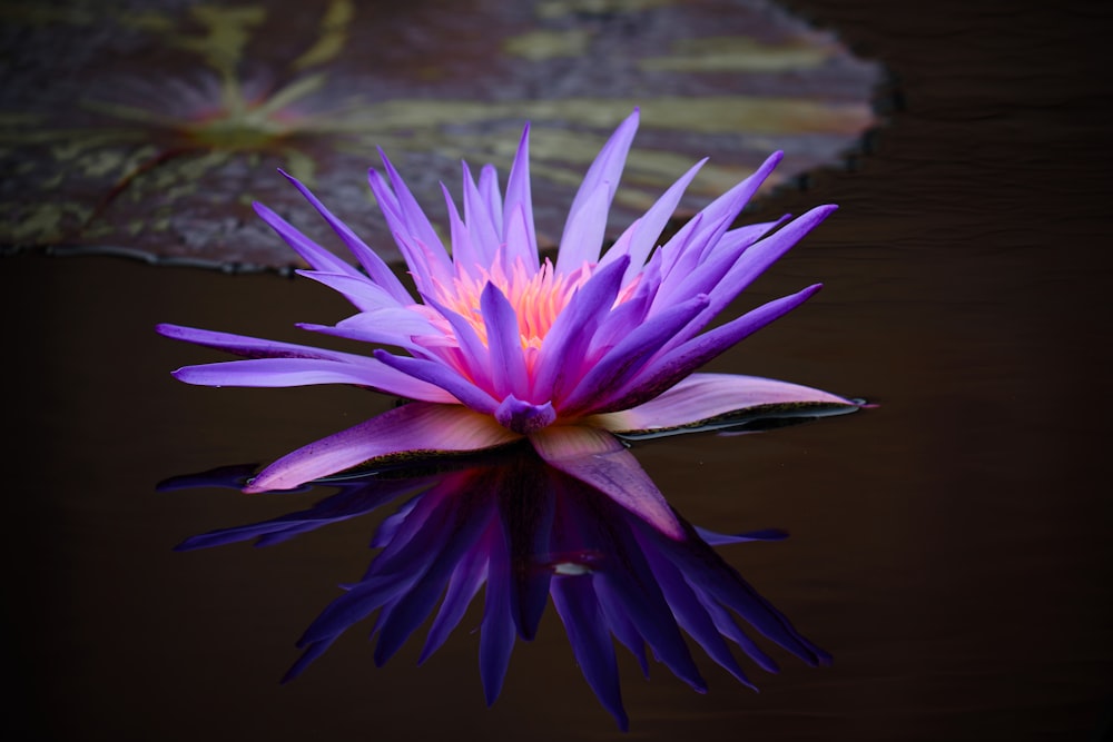 a purple flower floating on top of a body of water
