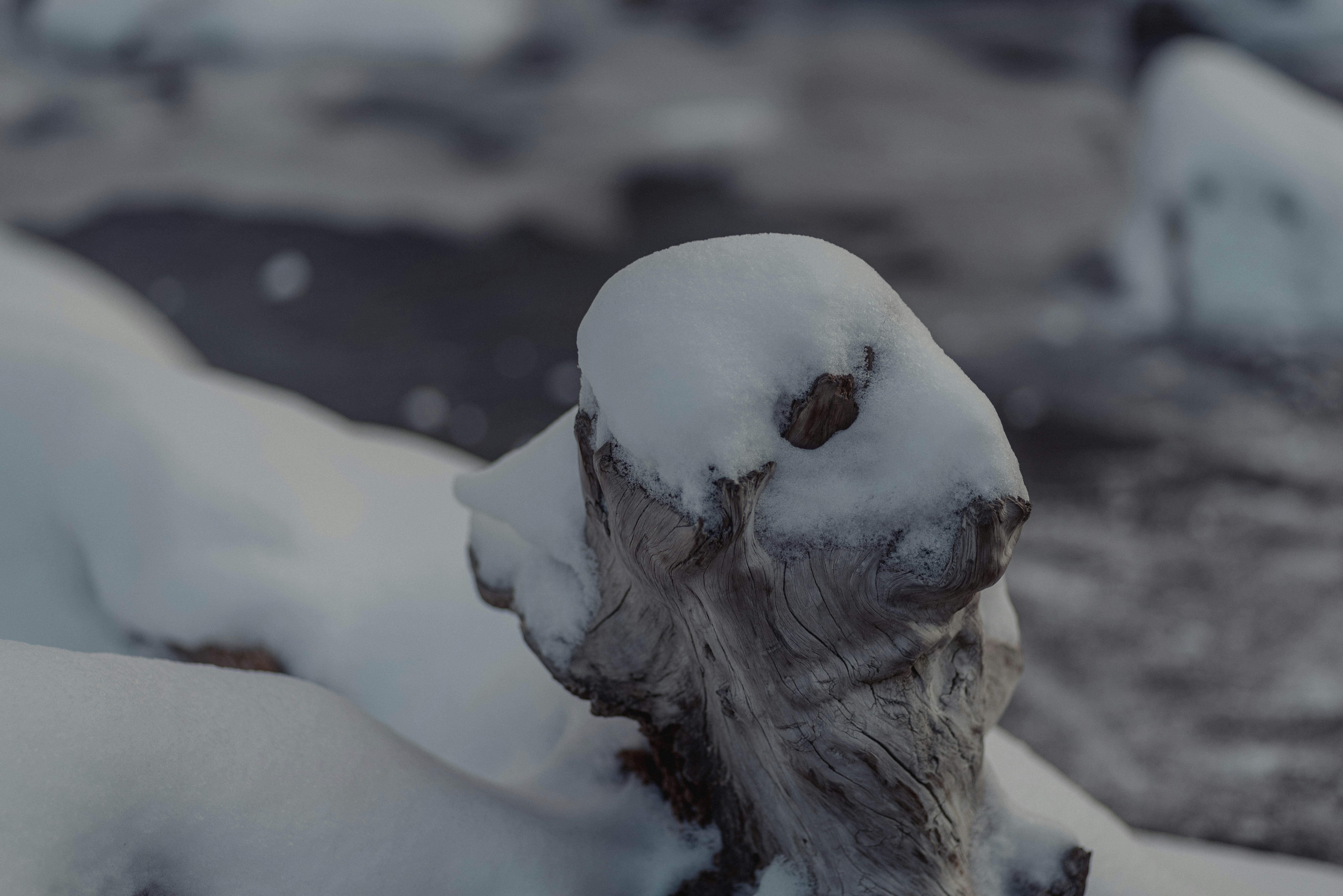 Photo by kalaniparker