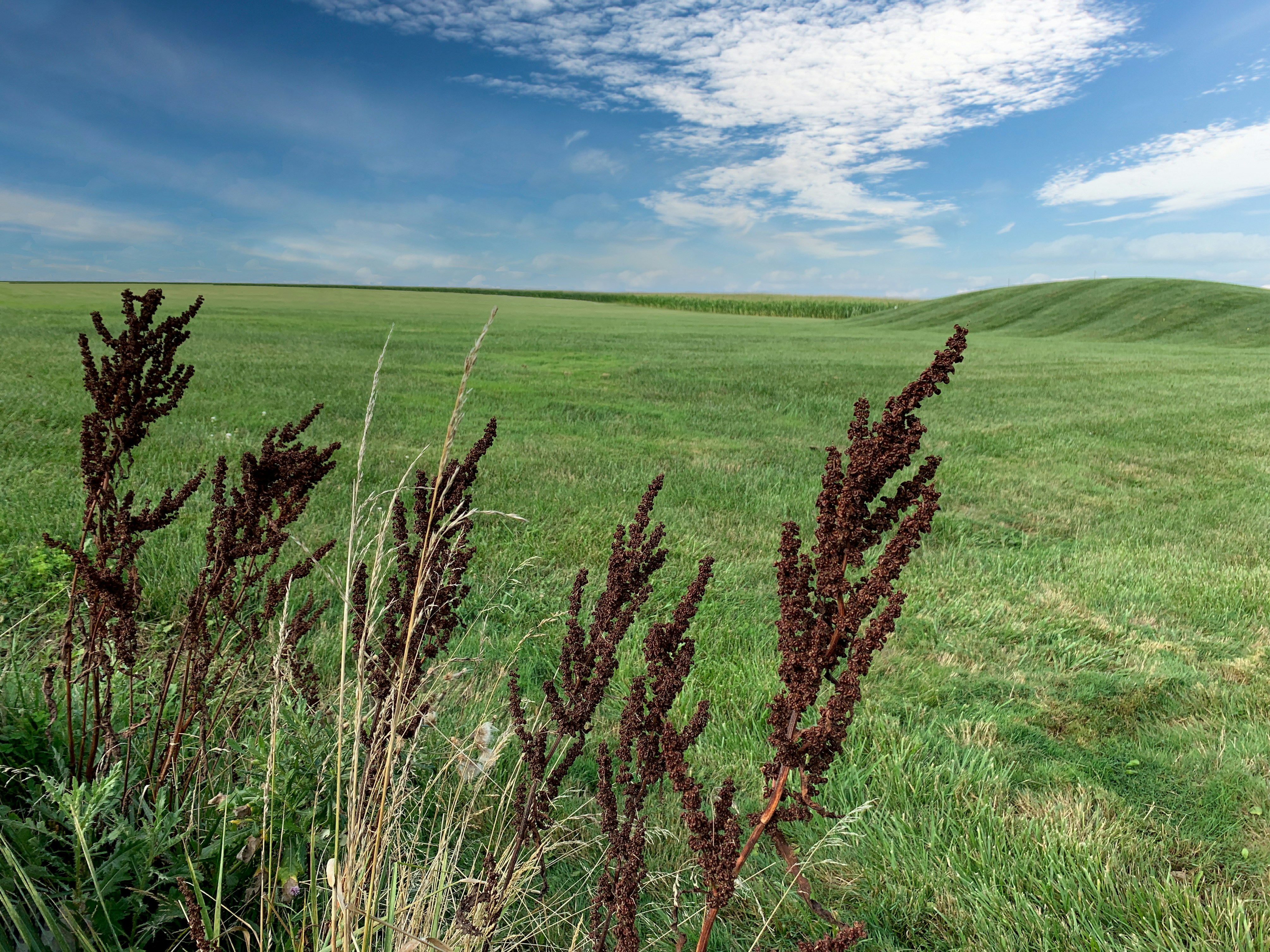 a field of grass with a blue sky in the background