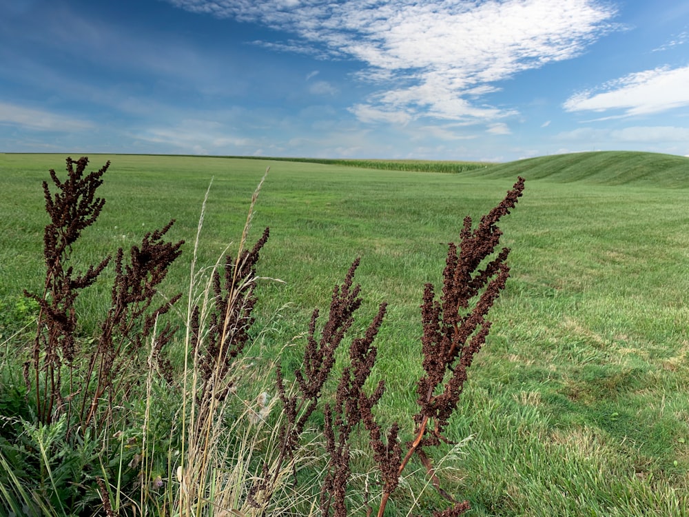 a field of grass with a blue sky in the background