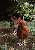 A vibrant farm landscape showcasing free-range chickens.