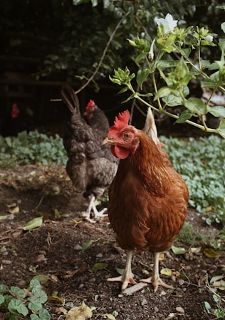 A vibrant brown chicken stands in a garden area, surrounded by green foliage. In the background, a darker colored chicken can be seen, partially obscured by the greenery. Leaves and small plants cover the ground, and a few white flowers are visible on a bush.