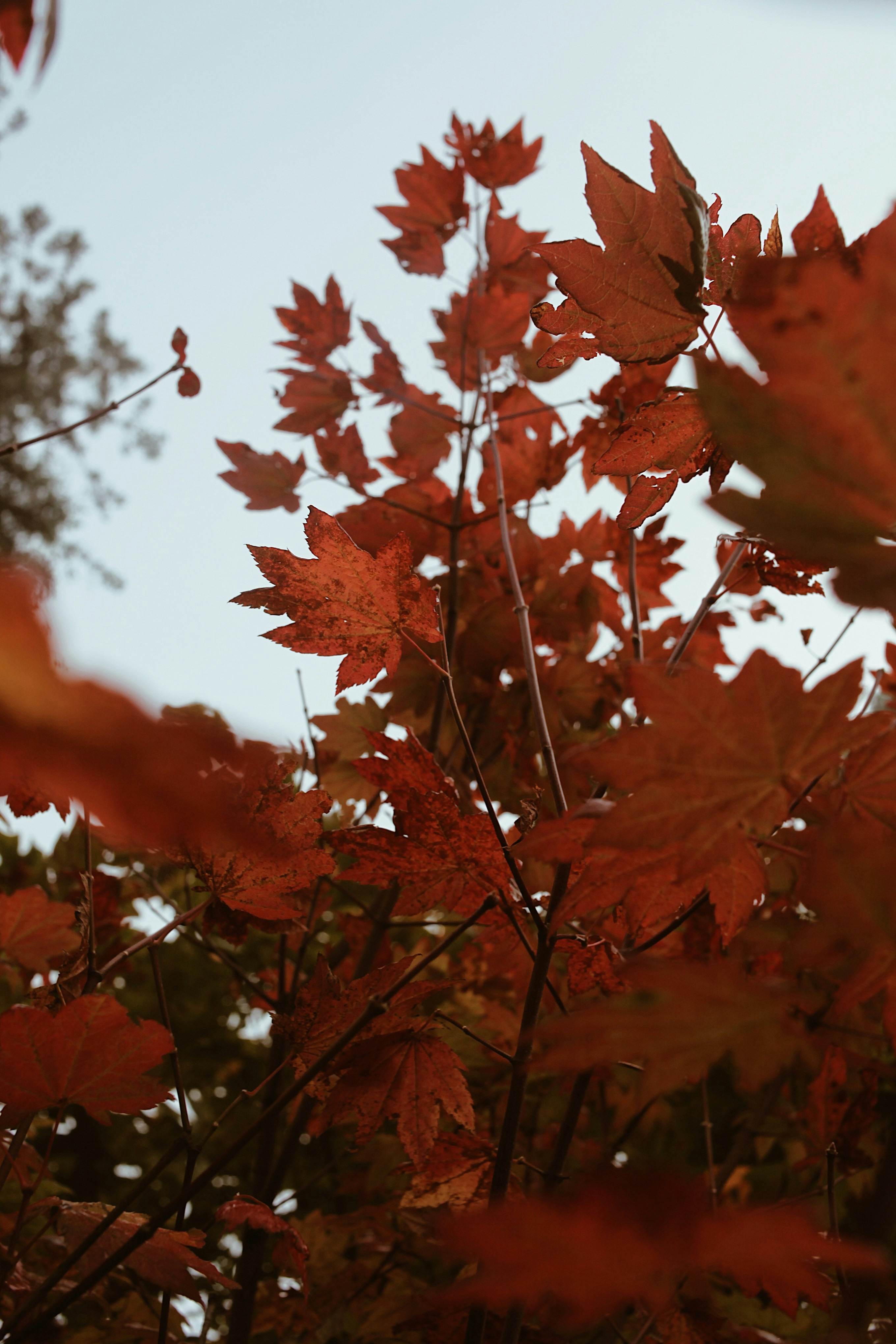 Photo by earthtokarly