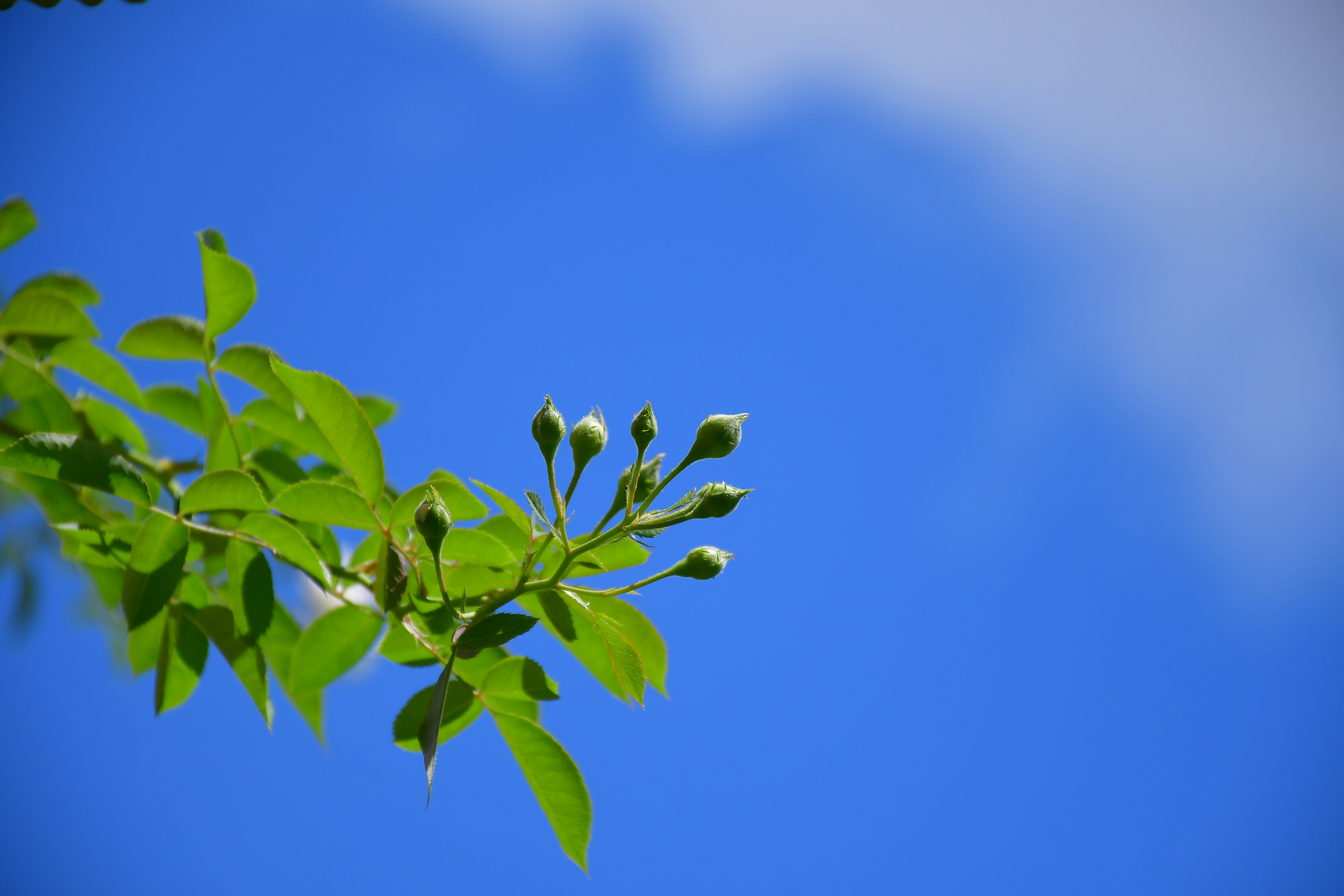 Photo by dwarakasaistudio