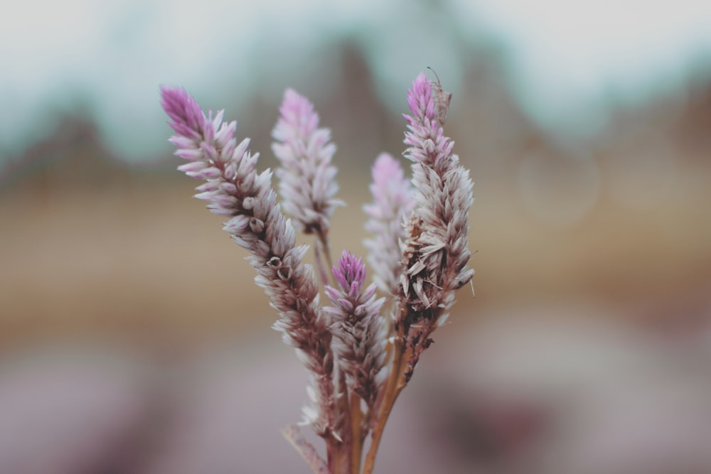 a close up of a purple flower with blurry background