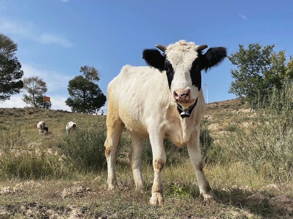 a cow standing in a field with other cows in the background