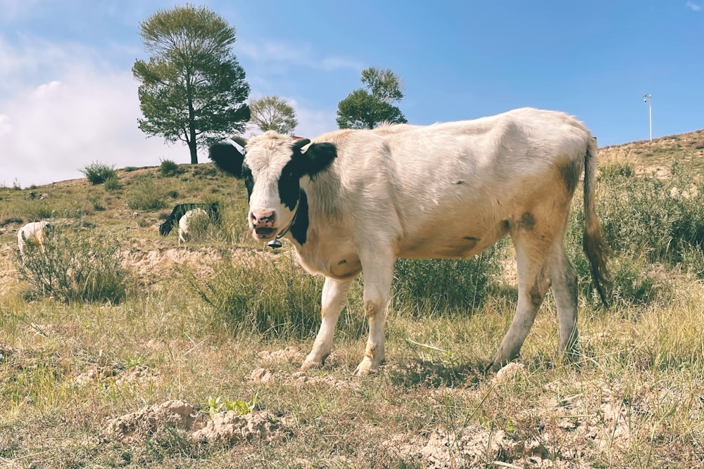 a cow is standing in a field of grass