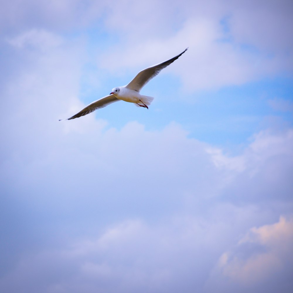 uma gaivota voando através de um céu azul nublado