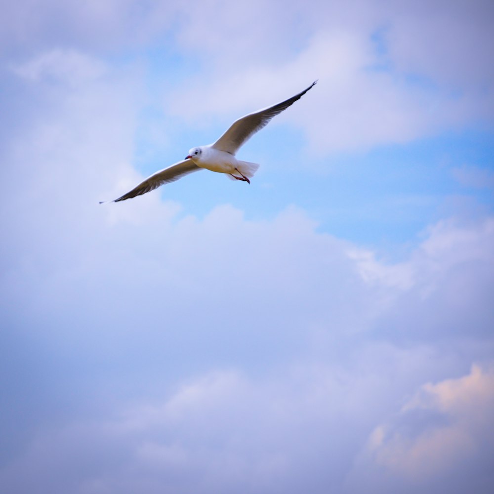 a seagull flying through a cloudy blue sky