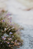 Close-up of wildflowers blooming along a nature trail near the accommodation.
