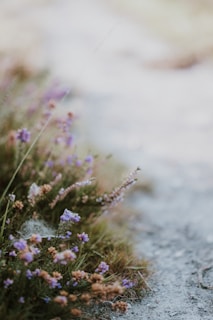 Close-up of delicate wildflowers growing naturally along a garden path, symbolizing life and remembrance.