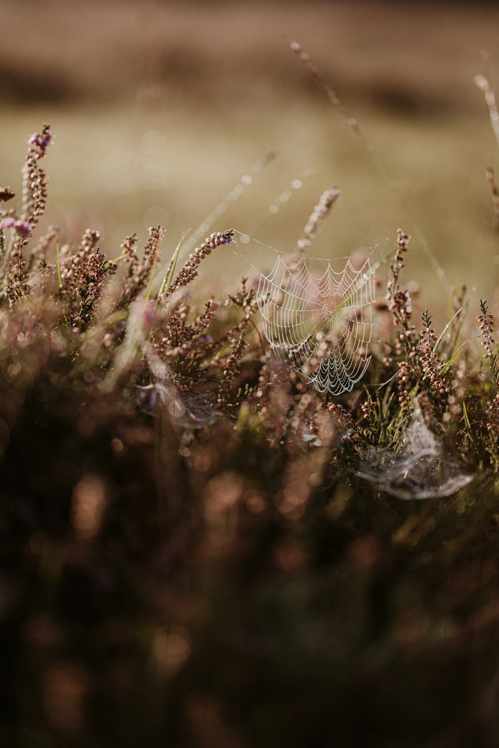 a spider web in the middle of a field of grass